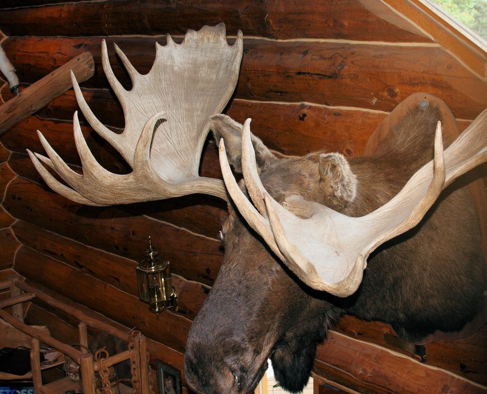 Wise Old Hunter Lodge Anchor Point Номер фото